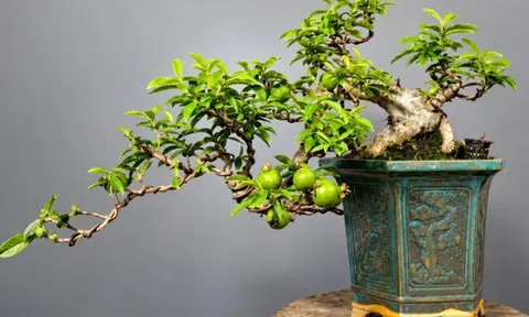 8 loại lá vừa ăn vừa làm thuốc, trồng vào chậu làm bonsai giá tiền triệu, càng tươi tốt nhà càng nhiều phúc khí, tài lộc
