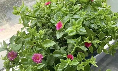 4 loài hoa vừa đẹp nhà vừa ăn được, trồng một lần hưởng lợi dài lâu, càng chăm càng mê