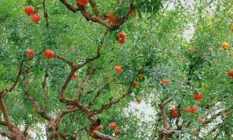 Loại quả vừa ăn vừa làm thuốc, giá 450.000 đồng/kg, trồng vào chậu làm bonsai giá tiền triệu lại hút lộc chiêu tài