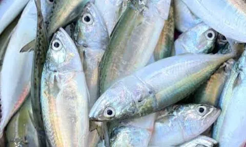 Loại cá phổ biến ở Việt Nam rất giàu omega-3 lại ít ngậm hóa chất, bổ dưỡng giúp trẻ thông minh