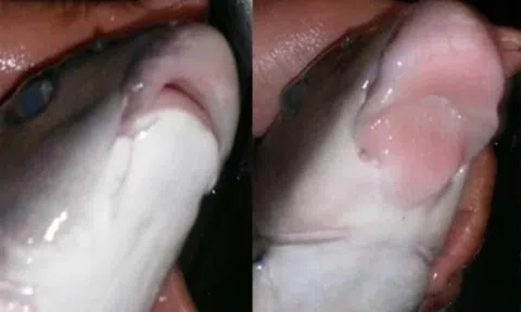 Loài cá "môi trề" xưa cung tiến đại nội, nay là vị thuốc quý cho quý ông: Thấy ở chợ hãy chốt đơn ngay!