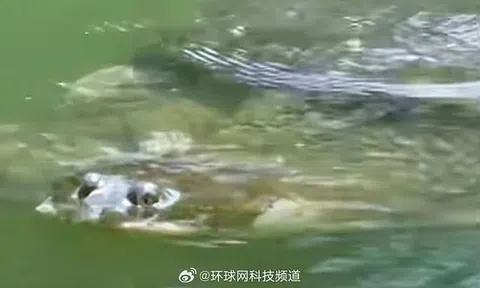 Sinh vật đã tồn tại trên Trái đất khoảng 270 triệu năm, nhiều người tò mò đến xem