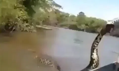 Thấy trăn khổng lồ vừa ăn no, người đàn ông làm một việc khiến tất cả "đứng tim"