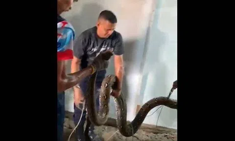 Ám ảnh cảnh tượng phá nền phòng ngủ, lôi "hung thần" dài 5 mét từ dưới lòng đất