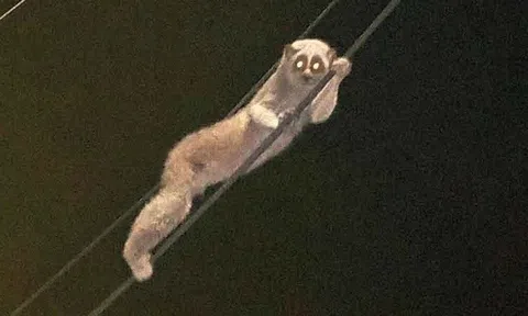 Sinh vật lạ leo dây điện giữa đêm, tung tích bí ẩn khiến chuyên gia đau đầu