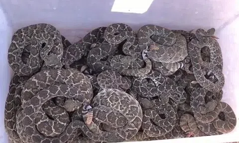 Kinh hoàng phát hiện 39 con rắn đuôi chuông kịch độc trú ngụ dưới nền nhà dân