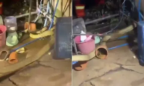 Nghe tiếng động lạ trong bếp, chủ nhà rụng rời phát hiện sinh vật dài 4 mét đang ẩn nấp