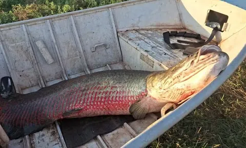 Suýt đứng tim khi kéo lên bờ sinh vật dài 1,9 mét, nặng 75kg: Danh tính thực sự gây choáng váng