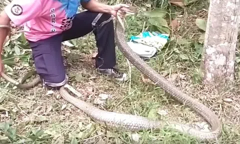 Rắn hổ mang chúa khổng lồ phục kích trong vườn cao su, lao vào tấn công thợ bắt rắn