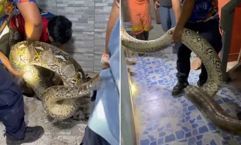 Kinh hãi phát hiện "quái thú" 30kg ẩn náu ngay dưới chân giường ngủ của các nữ sinh