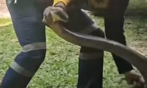 Mở nắp ca-pô, chủ xe tái xanh mặt phát hiện "quái vật" hổ mang chúa dài hơn 4 mét cuộn tròn trong động cơ