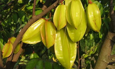 Cây khế có gì đặc biệt mà người Việt xưa nhà nào cũng muốn trồng?