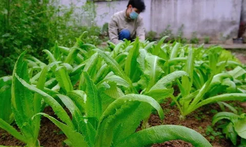 Loại rau dân dã chứa lượng canxi cao gấp nhiều lần canh xương hầm, ăn sống hay nấu chín đều ngon