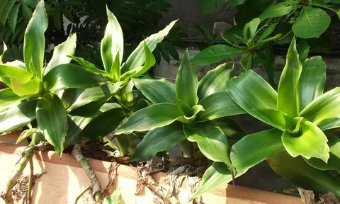Loại cây mọc đầy vườn, hỗ trợ giảm viêm, tốt cho xương khớp