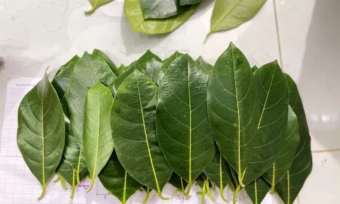 Ít ai biết bộ phận này của cây mít được ví như "vị thuốc quý" trong dân gian