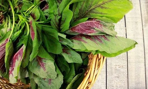 Loại rau được ví là “rau trường thọ”, chứa folate cao gấp nhiều lần táo, tiếc là nhiều người chưa biết