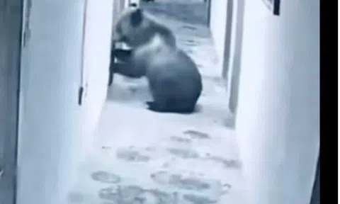 Clip: Rùng mình cảnh gấu hoang xông vào khách sạn lúc 5 giờ sáng đối mặt khách đang ngủ
