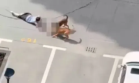 Hai con chó sổng chuồng lao vào tấn công bé trai giữa khu dân cư khiến ai nẫy xót xa