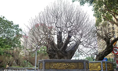 Cận cảnh gốc đào thế "Long Quần Thụ", giá thuê không dưới 100 triệu đồng