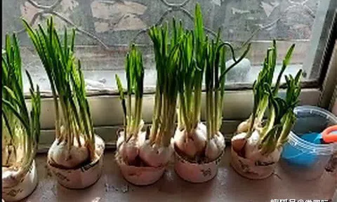 Mẹ vừa bê đồ ăn lên, con trai "đứng hình" rồi khóc nức nở, biết sự thật ai cũng bật cười