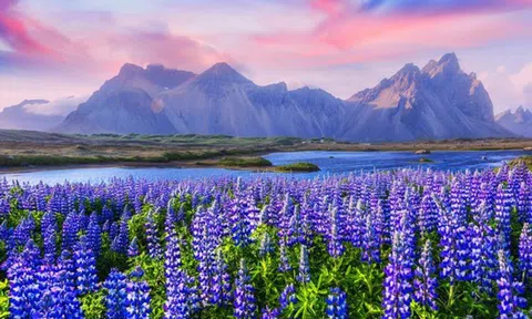 Những cánh đồng hoa đẹp nhất thế giới bắt đầu nở rộ