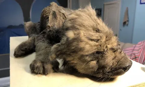 Đẹp độc lạ: Chó sói 18.000 năm được tìm thấy ở Siberia