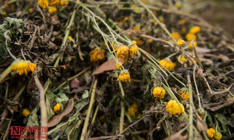 Ngậm ngùi cảnh nông dân trồng hoa bỏ ruộng hoang chờ qua dịch Covid-19