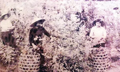 Chuyện tình thời chiến: Vô tình thấy bức ảnh, cả đời bị cuốn theo "cơn say"