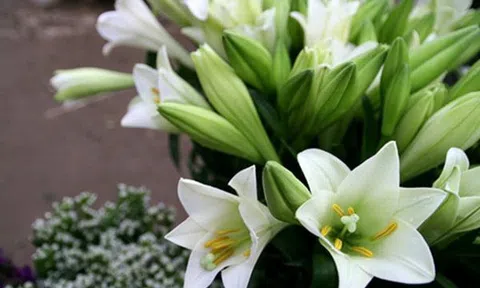 Tháng Tư của em...có mùa hoa loa kèn nở rộ