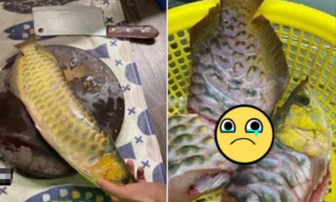 Giận chồng ngủ ở nhà bạn, vợ mang cá rồng 20 triệu đồng ra làm thịt cho đỡ tức
