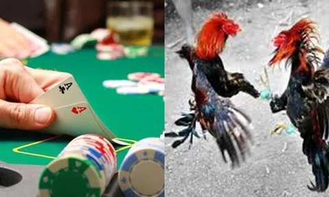 Đá gà, đánh bài ăn tiền: Khi nào bị xử lý hình sự, xử phạt hành chính?