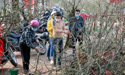 Người dân đổ xô mua hoa lê trắng chơi sau Tết