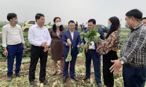 Hà Nội: Giải cứu hàng trăm tấn nông sản rớt giá