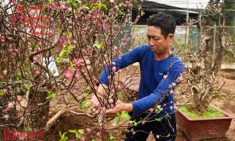 Nông dân tất bật “tái sinh” đào sau Tết Nguyên đán