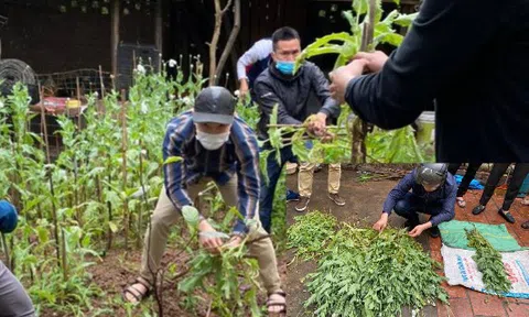 Hà Nội: Một hộ dân trồng cây anh túc trong vườn nhà để ... ngâm rượu