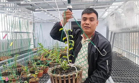 Công an kết luận chưa có dấu hiệu vi phạm trong vụ giao dịch lan đột biến Ngọc Sơn Cước trị giá 250 tỷ đồng