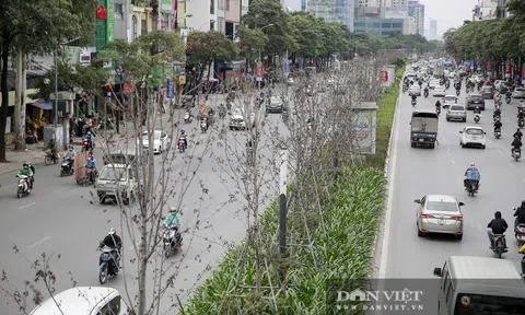 Hà Nội trồng bàng lá nhỏ thay thế cây phong lá đỏ trên 2 tuyến đường lớn