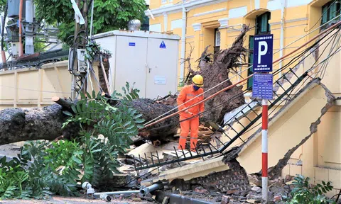 Hà Nội: Cây cổ thụ bật gốc, đè sập tường TAND tối cao