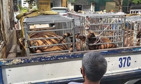 Nghệ An: Phát hiện một số cơ sở nuôi nhốt trái phép 17 con hổ
