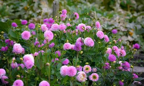 Nữ Việt kiều cao tay trị em kết nghĩa muốn cướp chồng