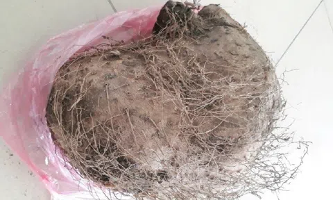 Mua củ khoai rừng ở chợ về hầm xương, 7 người phải nhập viện cấp cứu