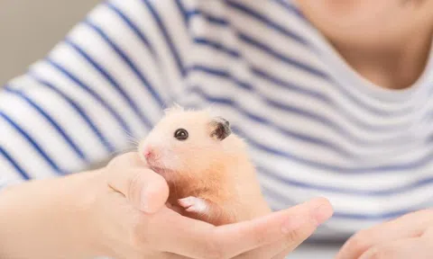 Việc nhẹ lương cao: Chăm sóc chuột kiếm được 100 triệu/tháng