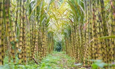 Mía đường Sơn La muốn chia cổ tức bằng tiền theo tỉ lệ 100%