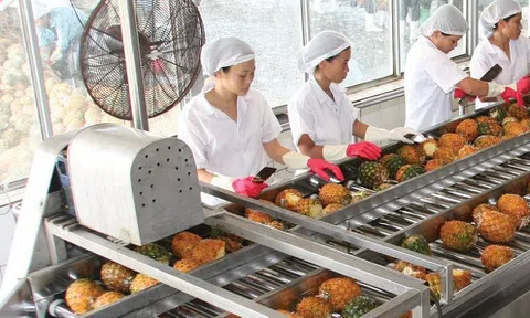 Không còn lãi chứng khoán, Thực phẩm An Giang báo lợi nhuận giảm sâu