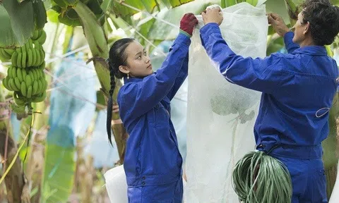 HAGL Agrico kinh doanh vẫn ảm đạm, doanh thu không đủ trả vốn