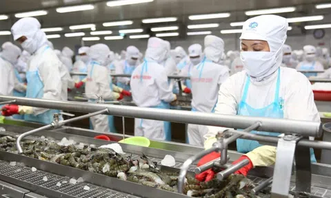 “Vua tôm” lại lỗ