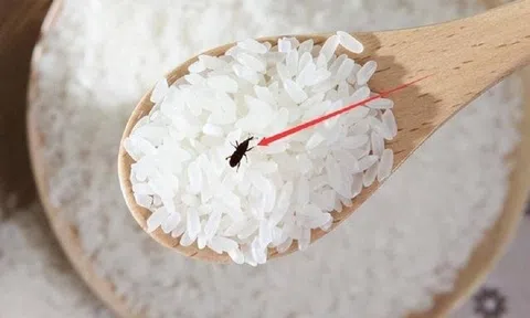 Đặt thứ này vào thùng gạo, đảm bảo để cả năm không lo mối mọt