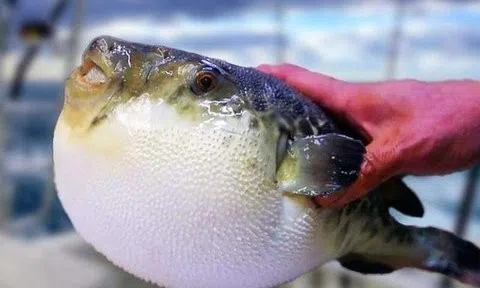 Bệnh nhân rơi vào hôn mê sâu sau khi ăn cá nóc 15 phút