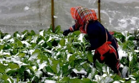 Dự báo thời tiết ngày 23/12/2023: Rét đỉnh điểm, băng giá phủ