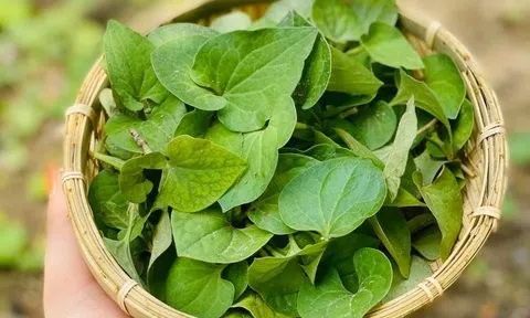 6 công dụng tuyệt vời của rau diếp cá